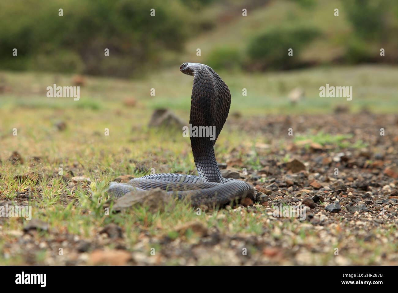 Cobra indienne de la forêt noire, Naja naja, Gujarat, Inde Banque D'Images