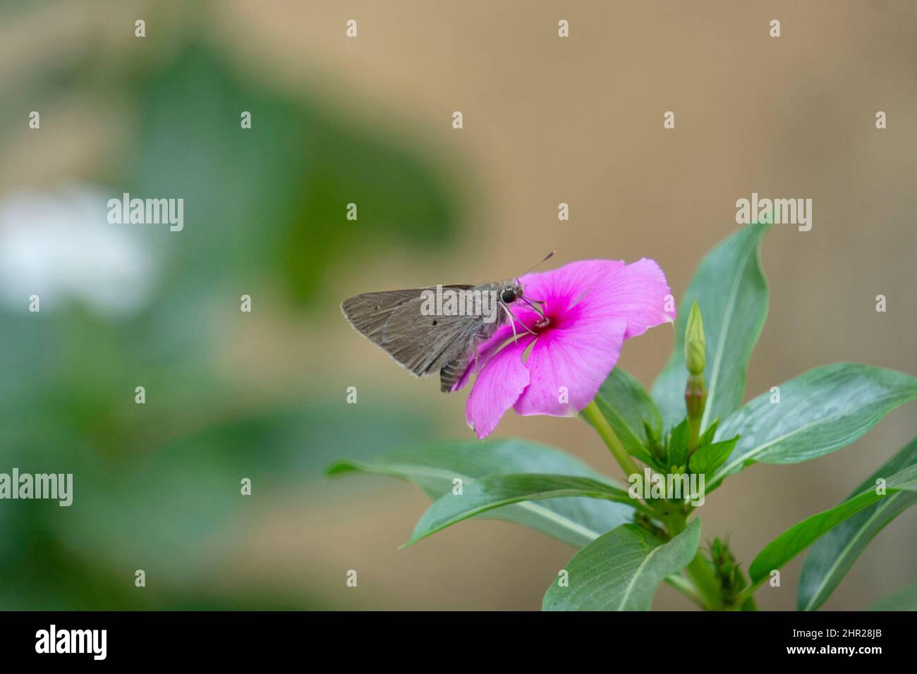Baoris farri, communément connu sous le nom de pinceau rapide. Endémique des Ghâts occidentaux, Satara, Maharashtra, inde Banque D'Images