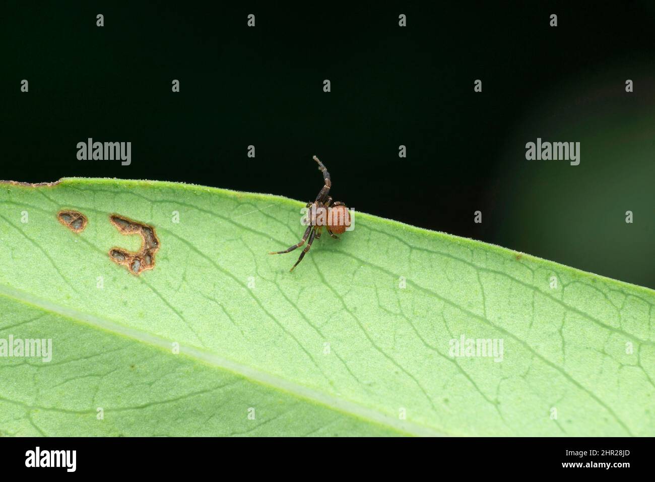 Araignée de crabe brun, espèce Thomisus , Satara, Maharashtra, inde Banque D'Images