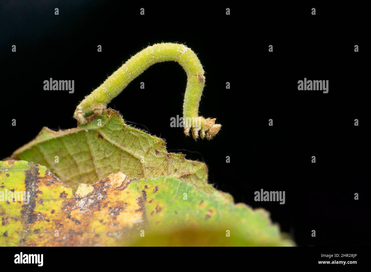 Chenille verte d'espèces de papillons , Satara, Maharashtra, inde Banque D'Images