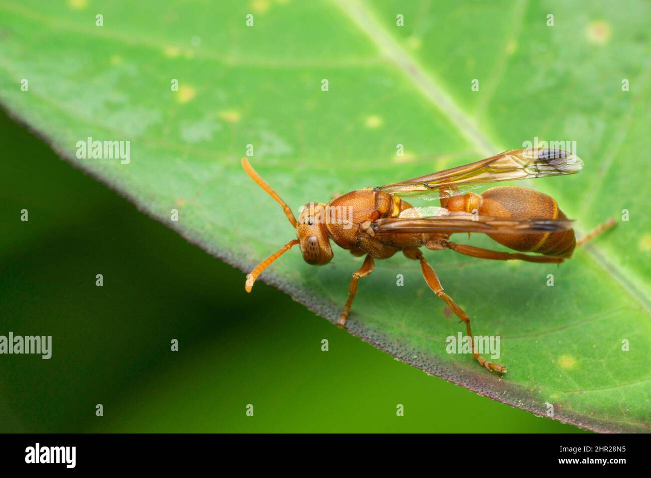 Guêpe orange, rapadia spp, , Satara, Maharashtra, inde Banque D'Images