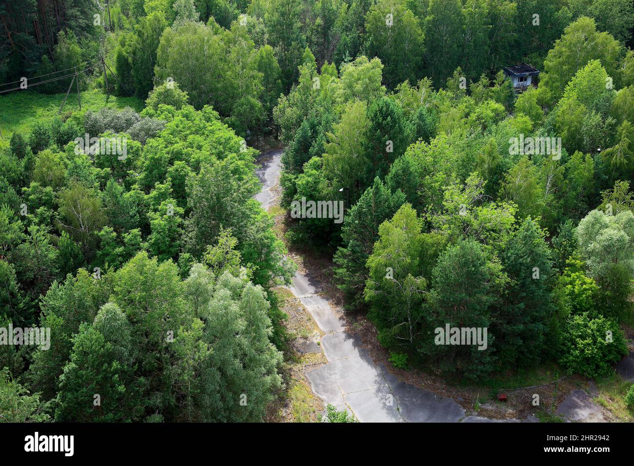 Ukraine, dans la zone restreinte et inhabitable de 30 kilomètres autour de la centrale de Tchernobyl et du camp de travail de Pripyat, rue et arbres dans l'ab Banque D'Images