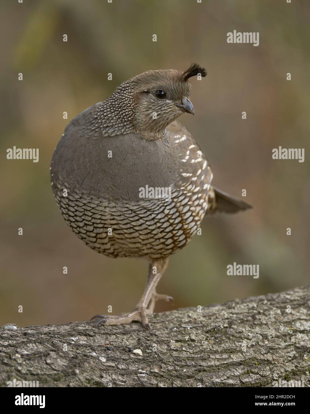 California Quail (Callipepla californica) Sacramento Comté Californie États-Unis Banque D'Images