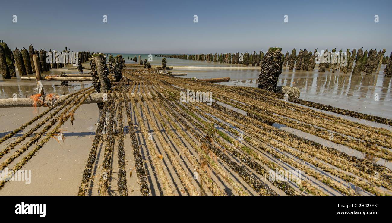 Les moules de bouchots entre le Crotoy et Quend plage, les dunes et les oyas en bord de mer Banque D'Images