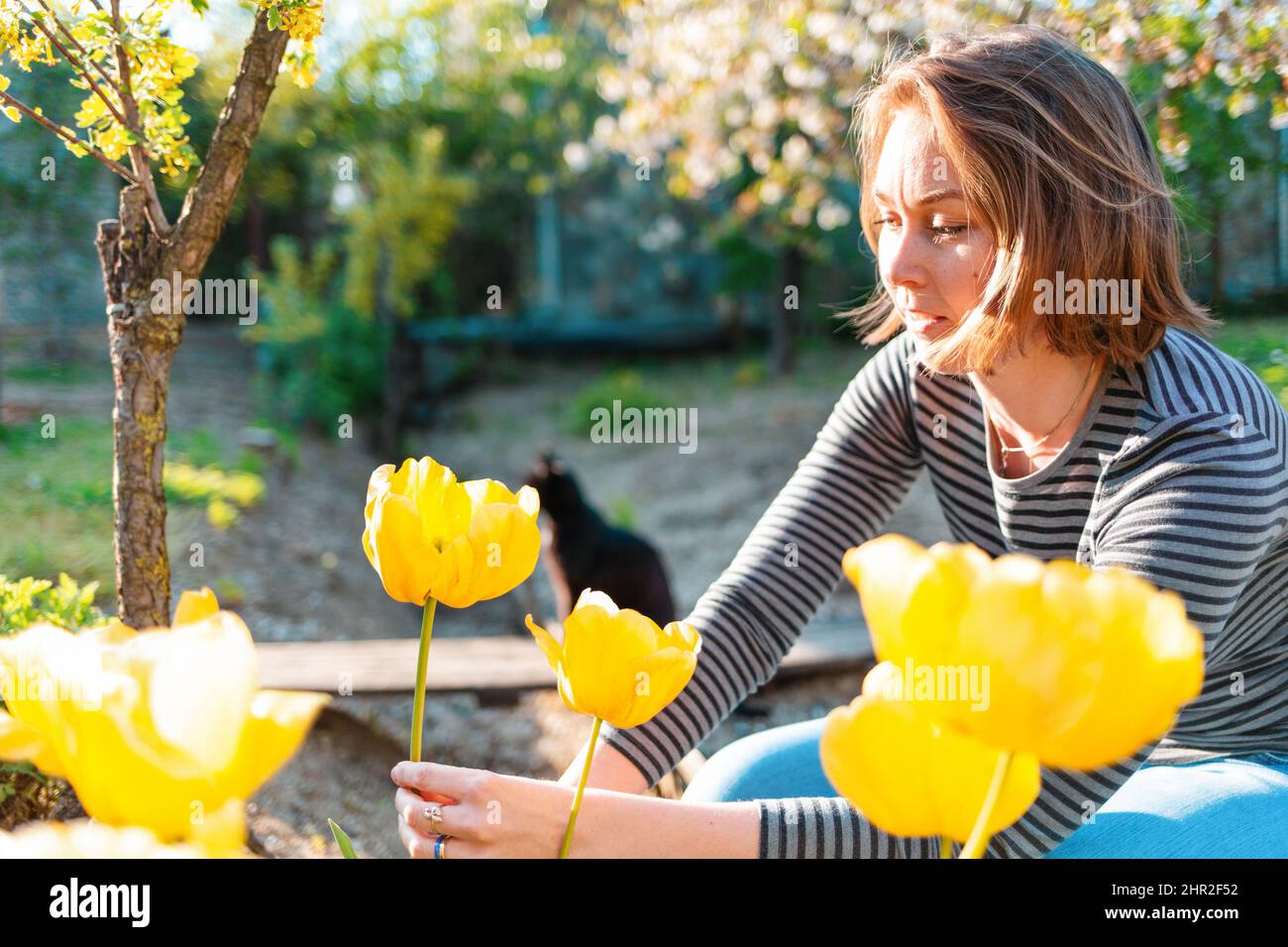 Femme blonde caucasienne assise et coupant des tulipes jaunes dans le jardin. En arrière-plan, un jardin ensoleillé et chat. Banque D'Images