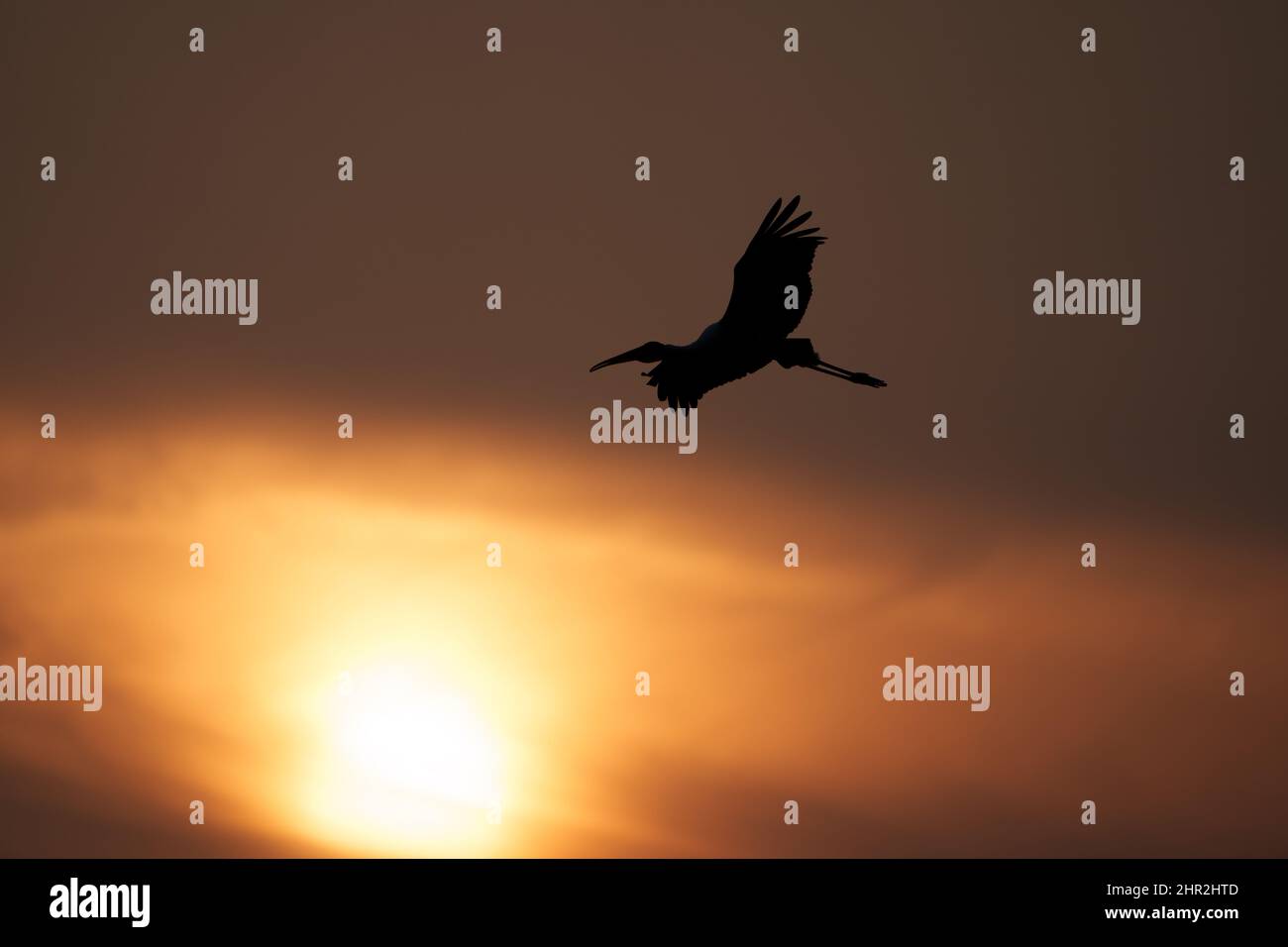 Stork peint volant tôt le matin de leur nid Banque D'Images