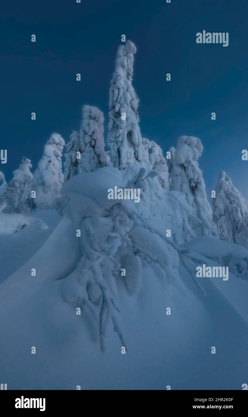 La Laponie ferme sur le mont Polyud dans le territoire de Perm. Il y a beaucoup de neige et de givre sur les arbres au coucher du soleil. Vue de la montagne à la forêt d'hiver en bleu Banque D'Images