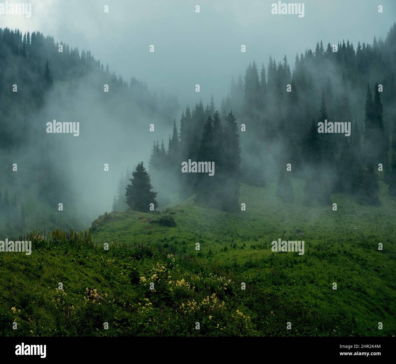 Une fumée sortant d'une forêt pleine de différentes sortes de plantes vertes Banque D'Images