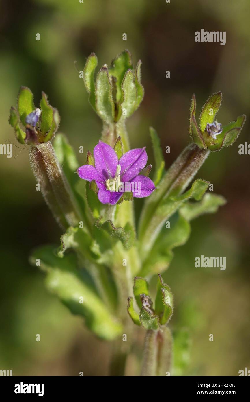 Legousia hybrida, Norfolk, Royaume-Uni Banque D'Images