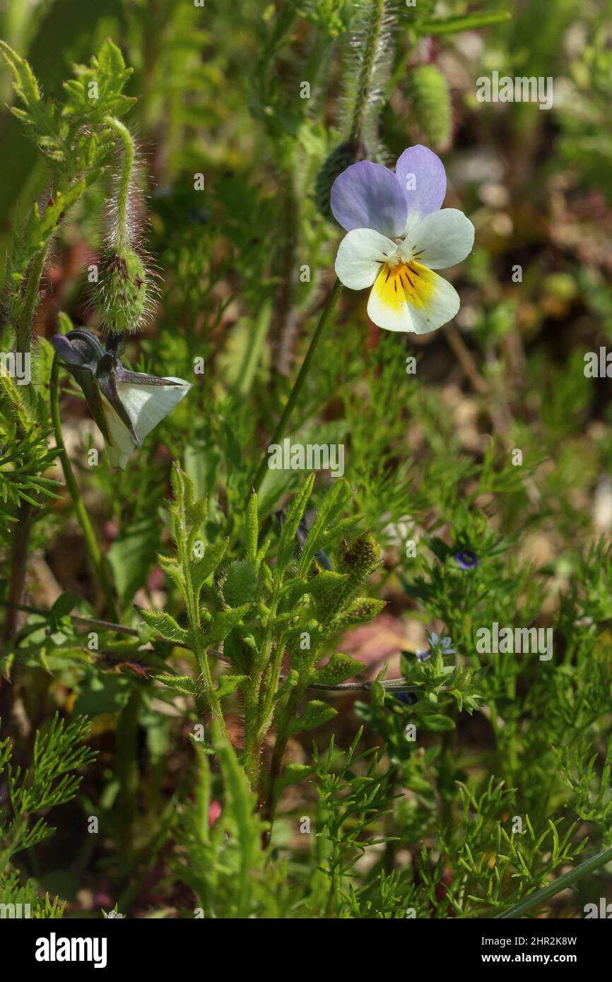 Field Pansy (Viola arvensis), Norfolk, Royaume-Uni Banque D'Images