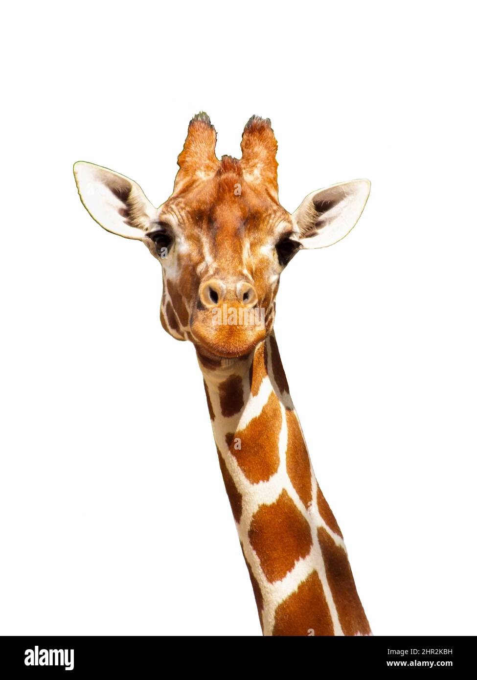 Giraffe gros plan photo dans un zoo sur fond blanc, mignon, drôle, heureux giraffa visage tourné portrait, image isolée Banque D'Images