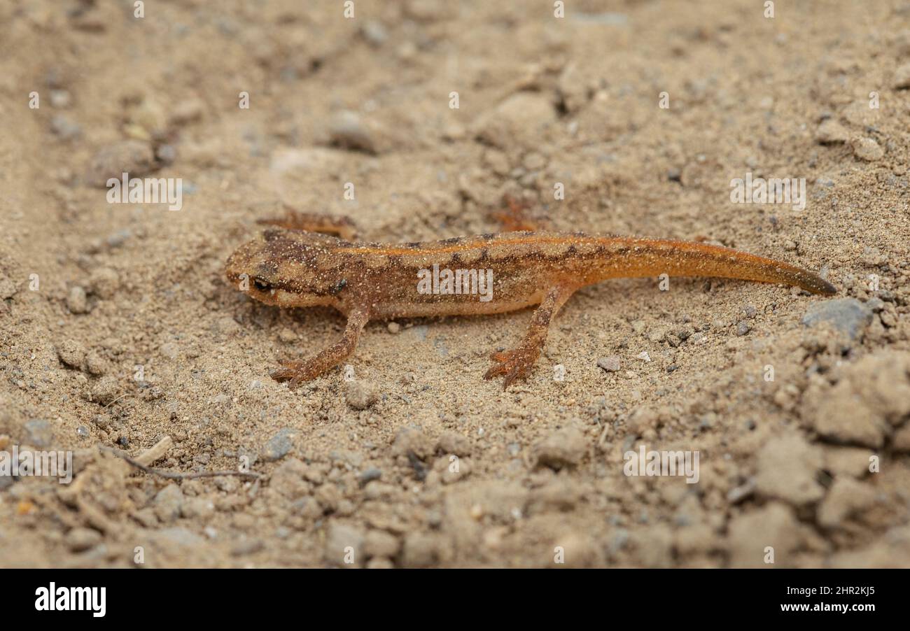 Palmate Newt (Lissotriton helveticus), Piedrafita, Pyrénées espagnoles Banque D'Images