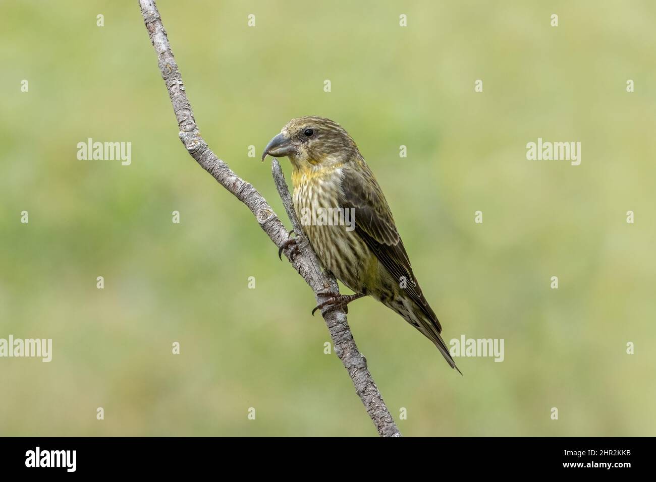 Crossbill (Loxia curvirostra), Piedrafita, Pyrénées espagnoles Banque D'Images