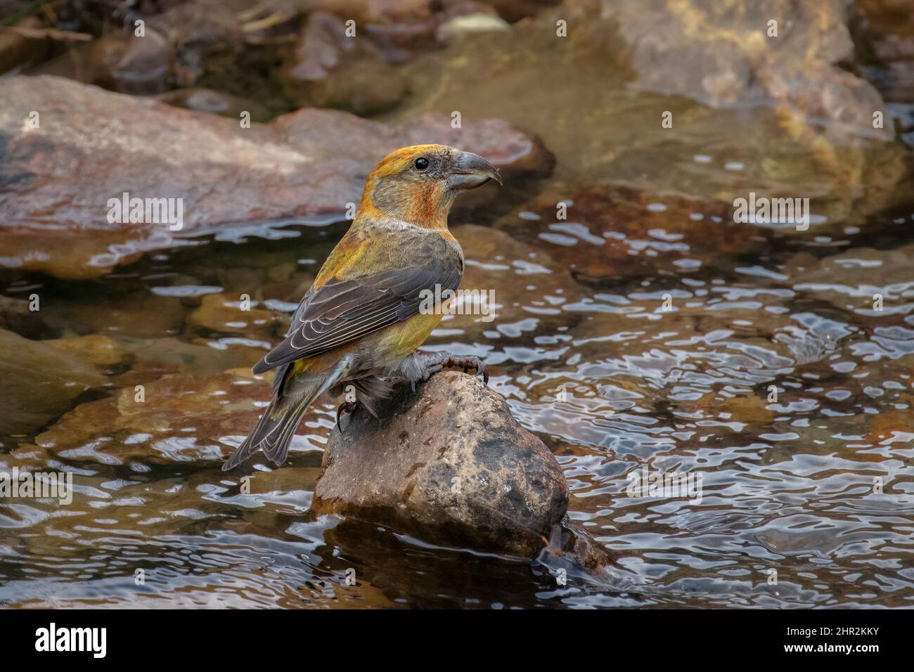 Crossbill (Loxia curvirostra), Piedrafita, Pyrénées espagnoles Banque D'Images