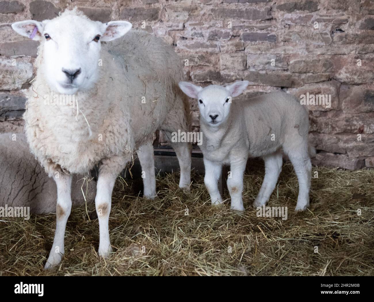 Brebis et leurs petits agneaux. Avril 2019 Banque D'Images