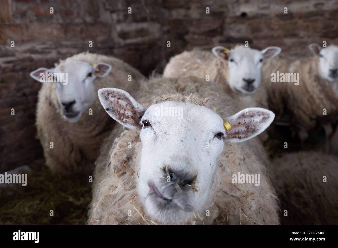 Brebis et leurs petits agneaux. Avril 2019 Banque D'Images