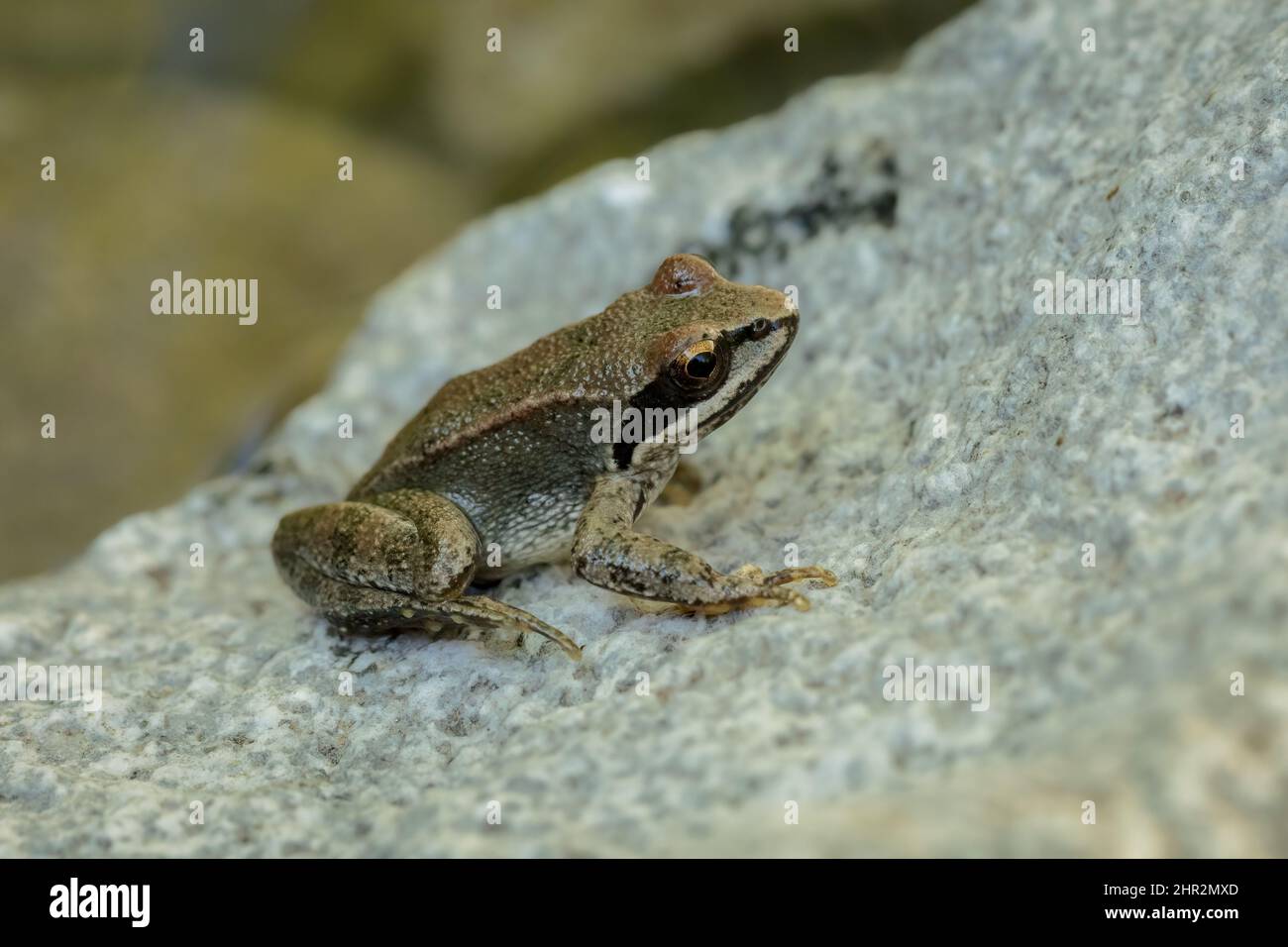 Grenouille pyrénéenne (Rana pyrenaica), Biescas, Pyrénées espagnoles Banque D'Images