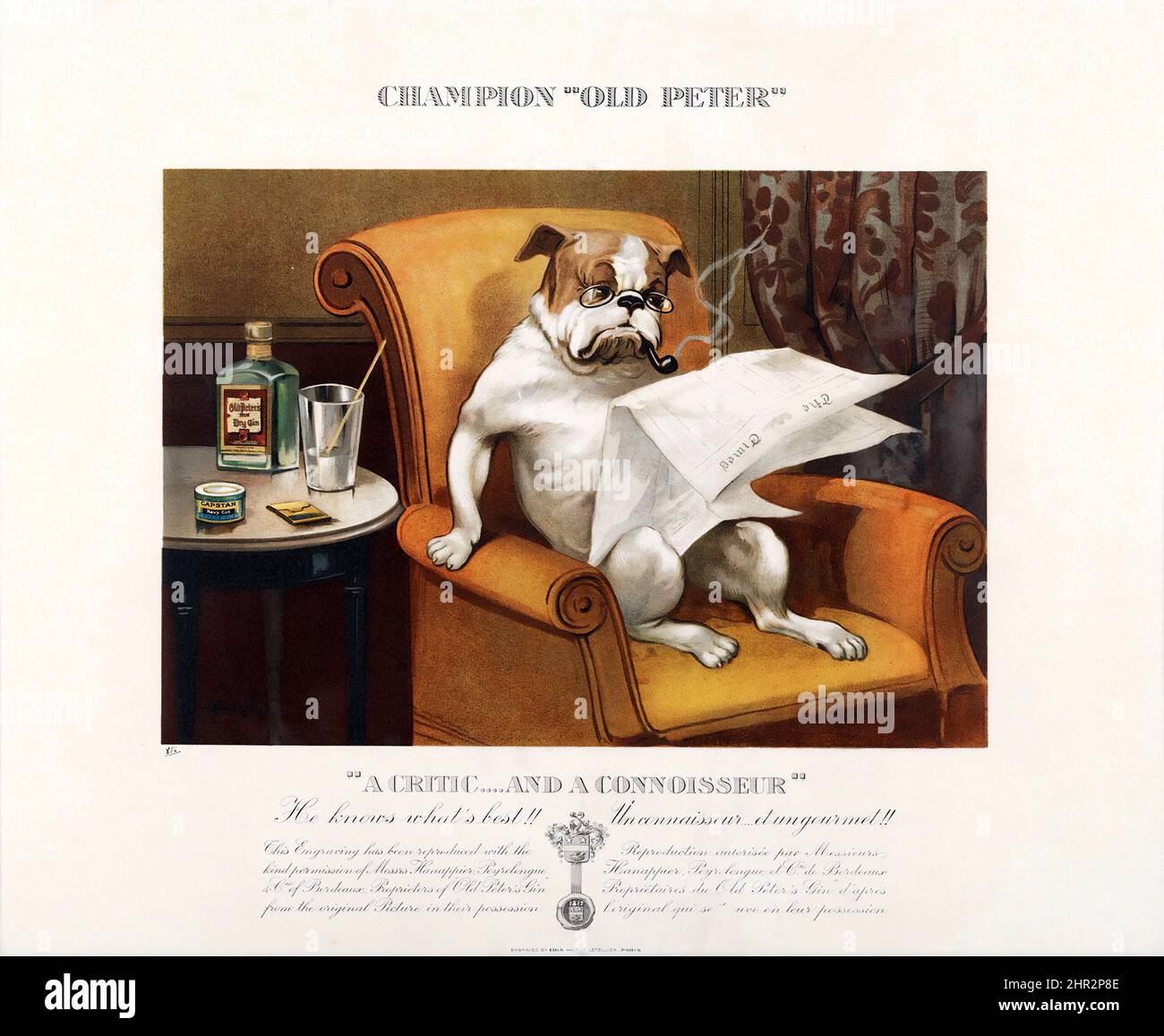 Champion « Old Peter ». Un Bulldog lisant le journal, buvant du Gin et fumant un tuyau. Son Maître Gin et "Critique... et connaisseur" 1930s. Banque D'Images
