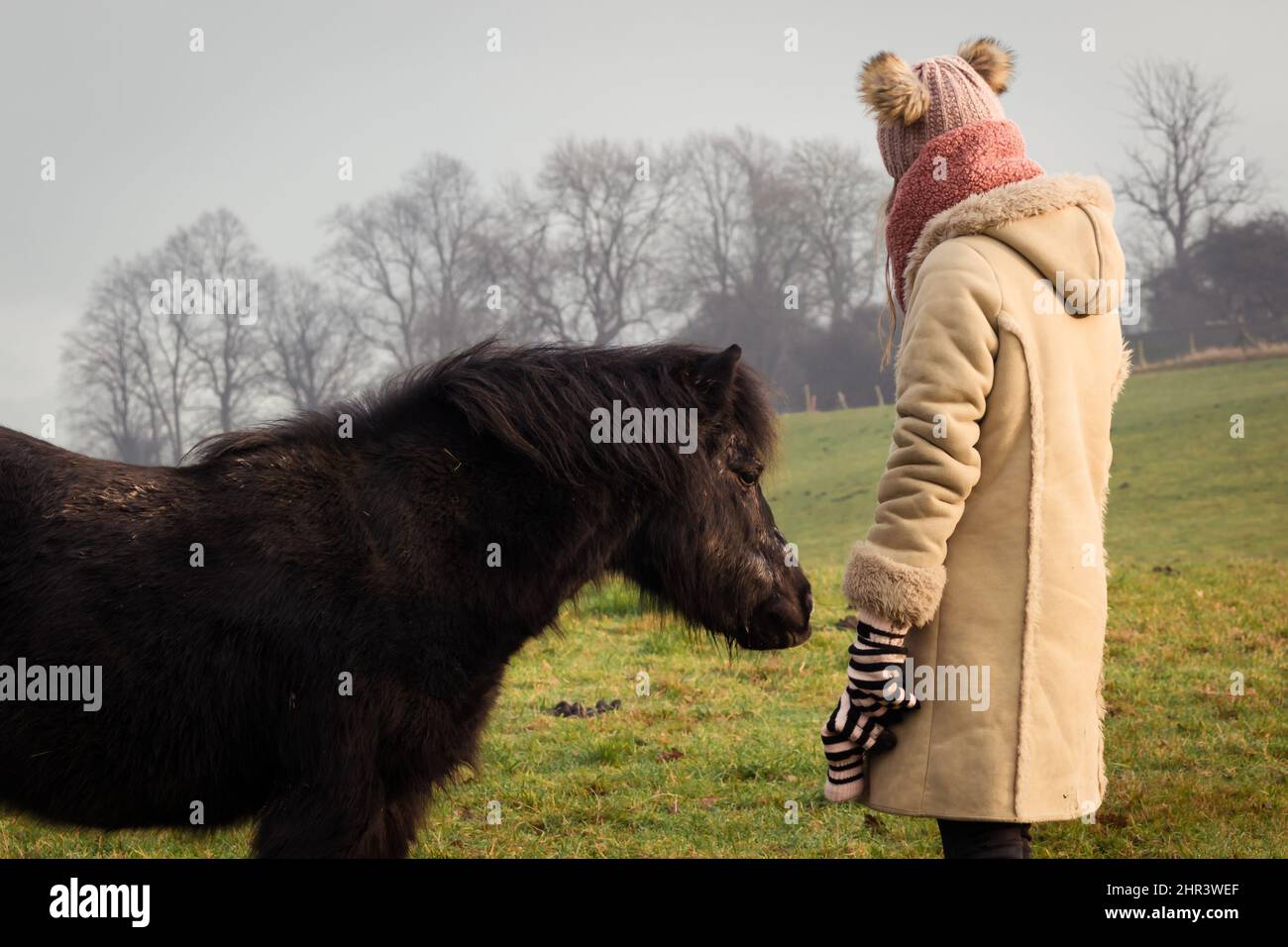 Adolescente en randonnée par temps froid avec poney shetland noir dans la campagne rurale Banque D'Images