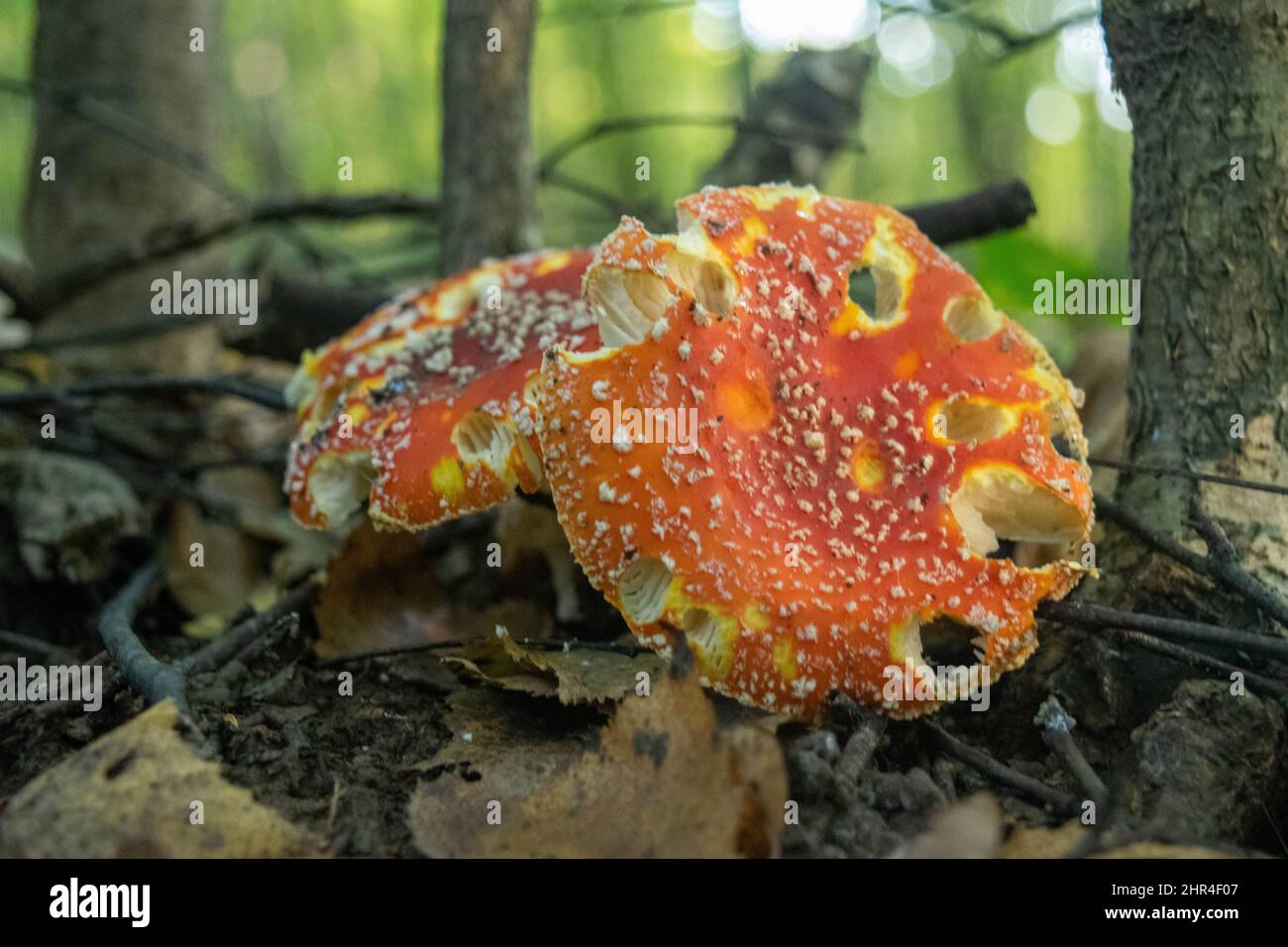 Un champignon toxique et hallucinogène Fly agaric dans l'herbe contre le fond d'une forêt d'automne.Gros plan sur les champignons toxiques rouges dans la nat Banque D'Images
