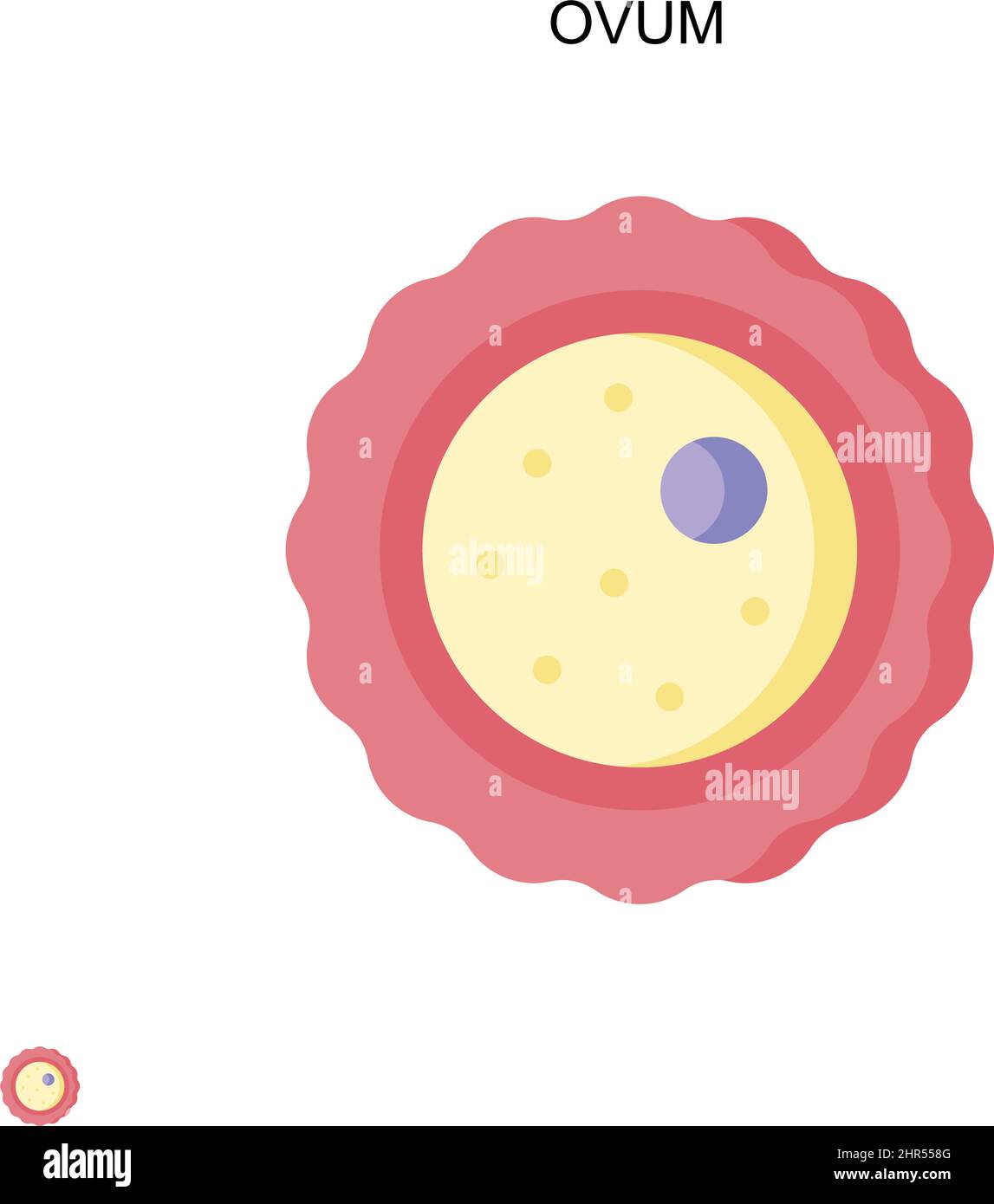 Icône vecteur simple Ovum. Modèle de conception de symbole d'illustration pour élément d'interface utilisateur Web mobile. Illustration de Vecteur