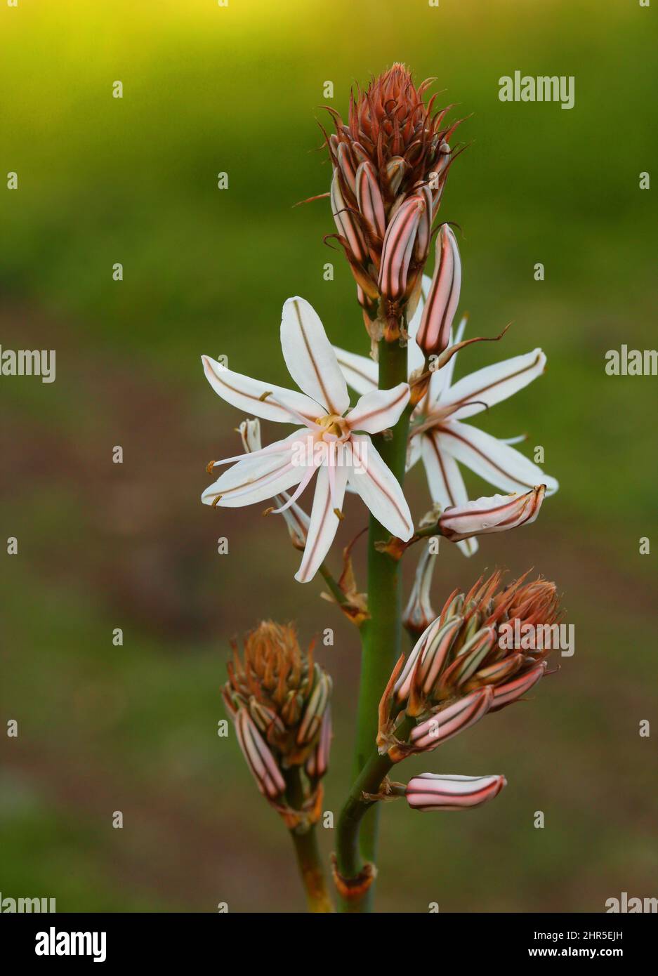 Portugal. Fleurs de printemps. Asphodel en fleur. Asphodelus Aestivus ou Asphodelus ramosus (botanique) foyer sélectif peu profond. Banque D'Images