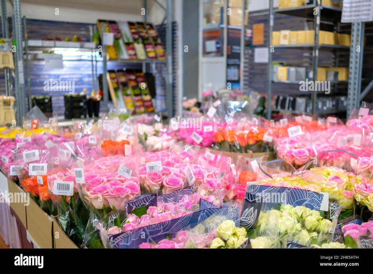 Moscou. Russie. 20 février 2022. Beaucoup de roses roses dans un magasin de fleurs en gros. Mise au point sélective. Fleurs fraîches pour la Journée internationale de la femme le 8 mars. Banque D'Images
