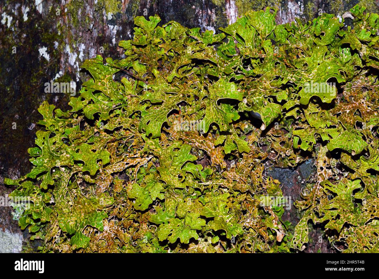 Lobaria pulmonaria (lungwort d'arbre) est un grand lichen épiphytique qui pousse habituellement sur l'écorce d'arbres à feuilles larges dans les forêts anciennes. Banque D'Images