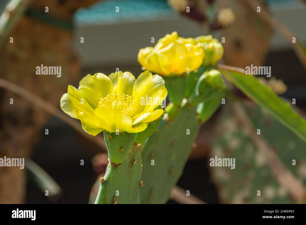 Cactus de poire pickly gros plan avec des fruits de couleur jaune, épines de cactus Banque D'Images