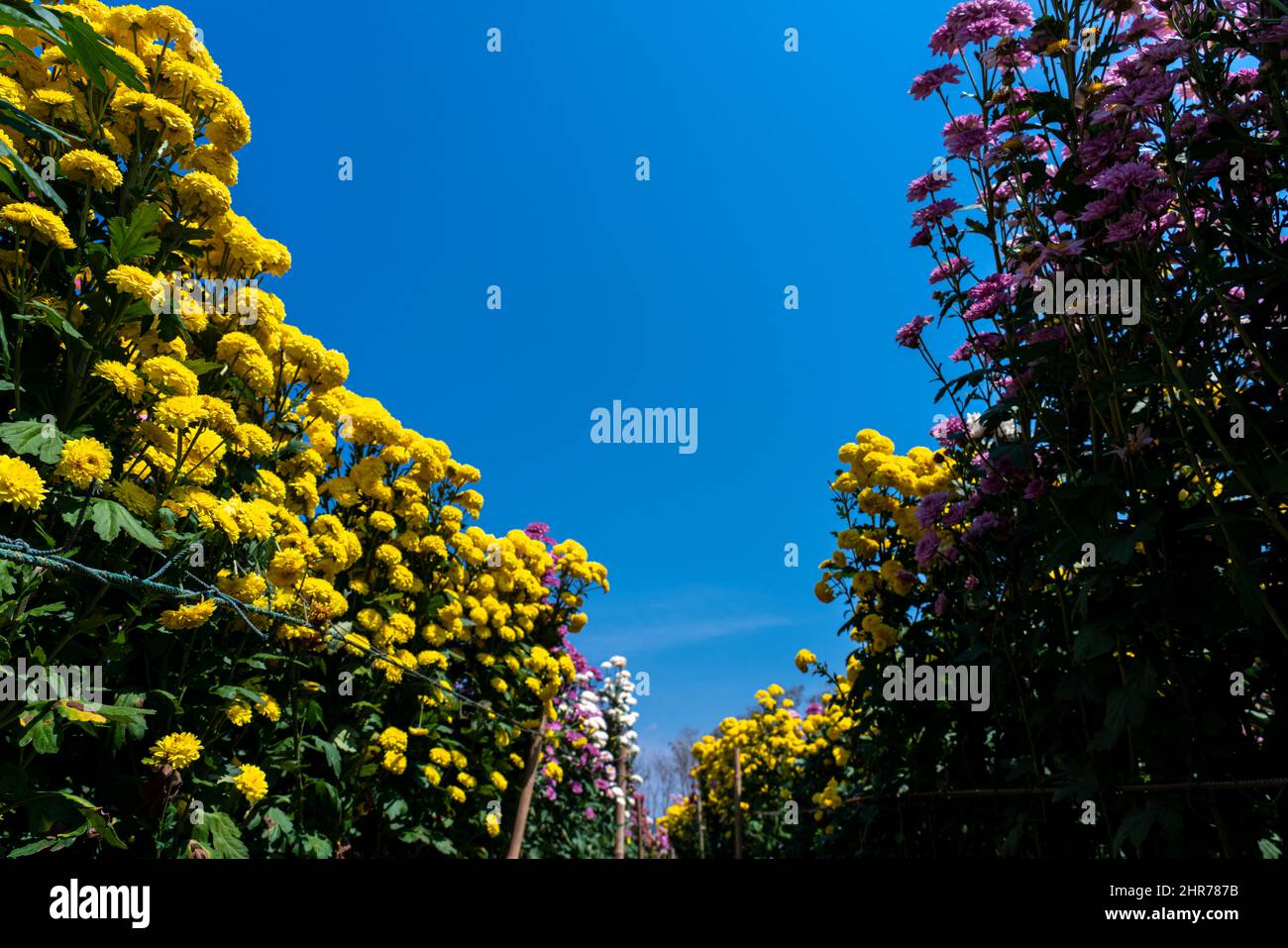 Motif chrysanthème dans le parc de fleurs. Groupe de fleurs de chrysanthème orange. Magnifique chrysanthème comme image d'arrière-plan. Papier peint chrysanthème Banque D'Images