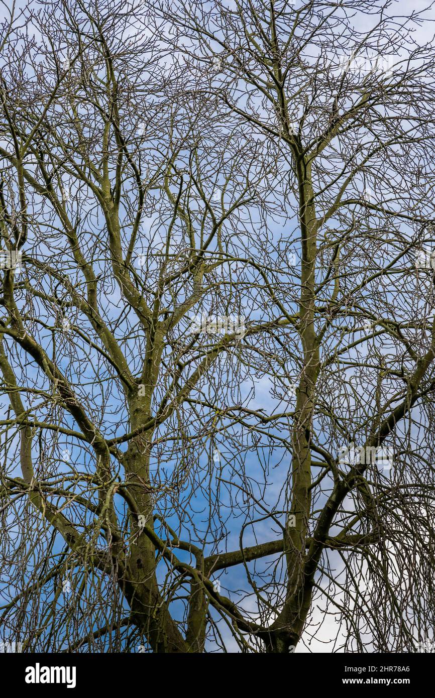 En hiver, à Peterborough, Cambridgeshire, en Angleterre, on regarde les gratte-ciel à travers un arbre sans feuilles Banque D'Images