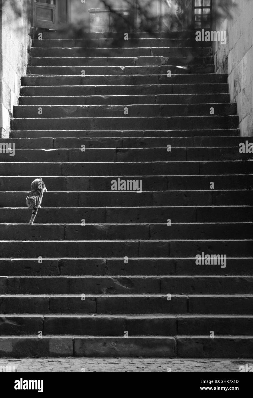 joli chat dans les escaliers Banque D'Images