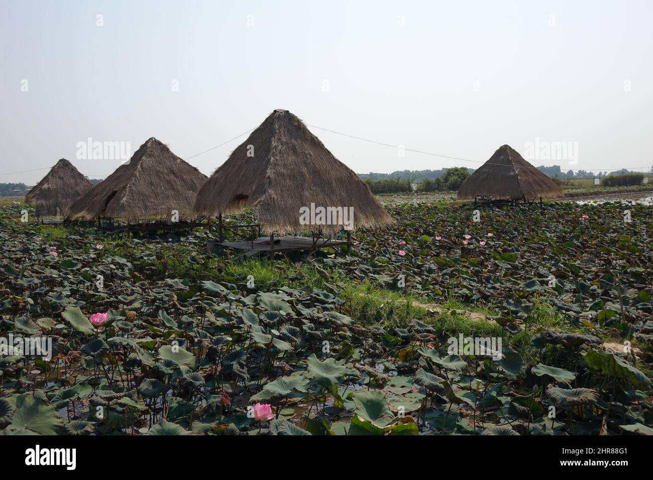 Ferme de Lotus (lotos, nelumbo) avec roue d'eau, Siem Reap, Cambodge Banque D'Images