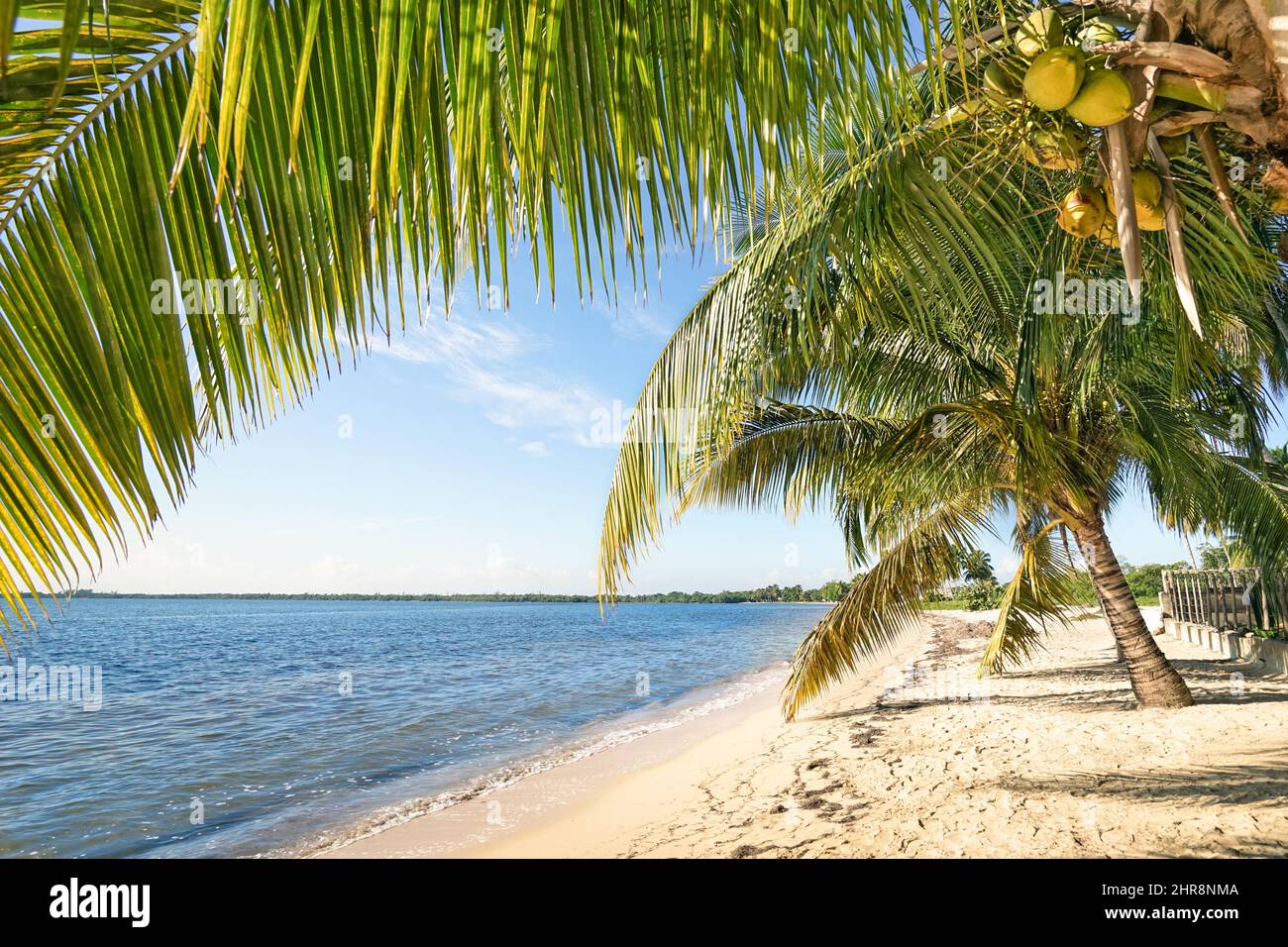 Plage de palmiers et mer turquoise à ' Playa Larga ' près de la baie des cochons dans la région de Matanzas à Cuba - vue grand angle de lieu de destination exclusive avec le blanc Banque D'Images