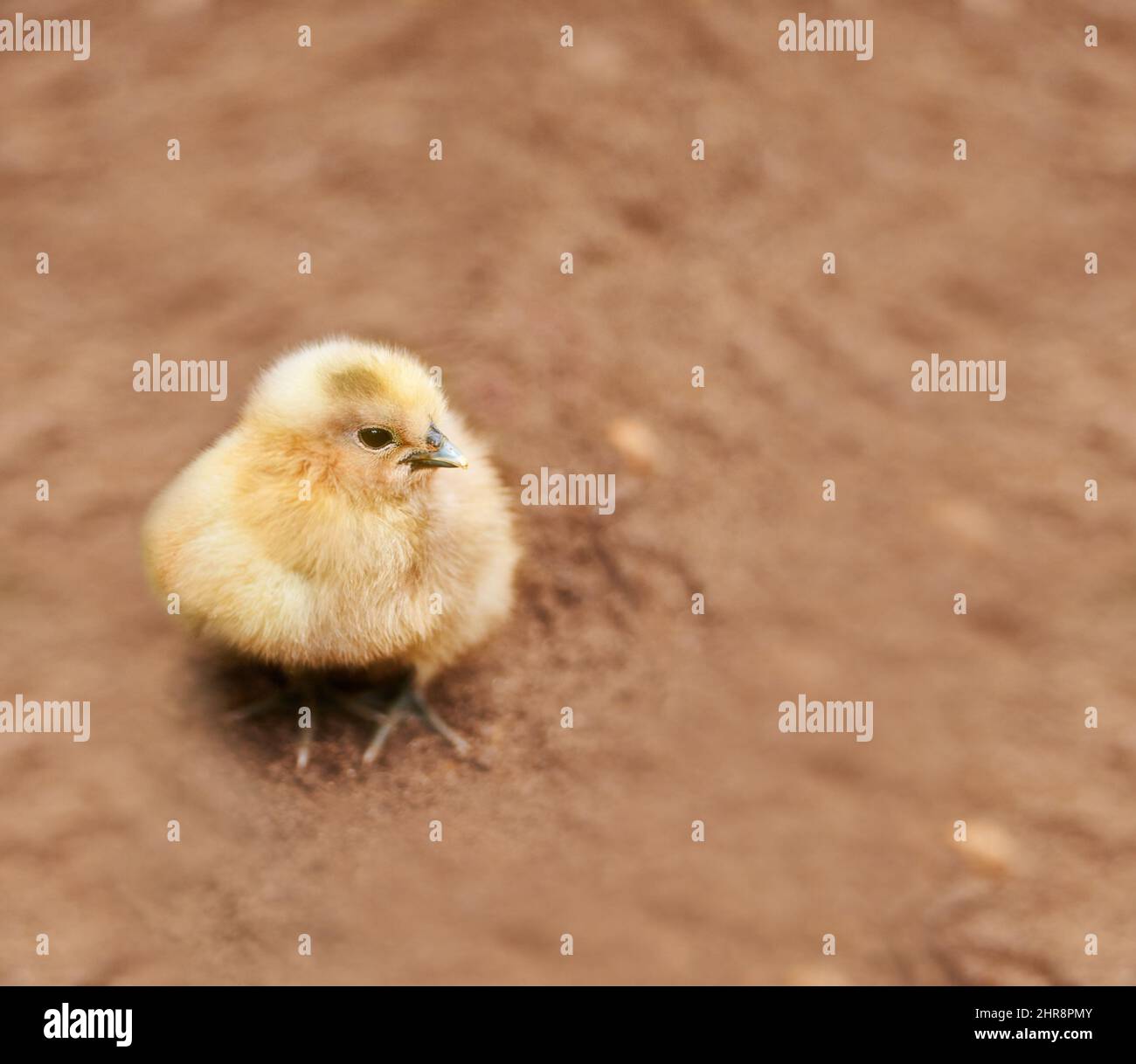 Où ont tous mes frères et sœurs partis. Un petit poussin debout sur le sol à l'extérieur. Banque D'Images