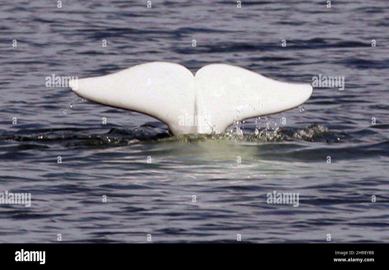 Un béluga montre sa queue dans le fleuve Saint-Laurent près de Tadoussac, au Québec, le lundi 24 juillet 2006. Le Manitoba a publié un plan visant à préserver la plus grande population de bélugas au monde, tandis que le nombre de baleines blanches au visage smiley caractéristique reste élevé. LA PRESSE CANADIENNE/Jacques Boissinot Banque D'Images