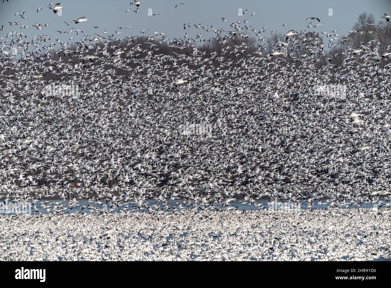 Un énorme troupeau d'oies des neiges tourbillonnent au moment où elles quittent Middle Creek Wildlife Perserve, comté de Lancaster, Pennsylvanie Banque D'Images