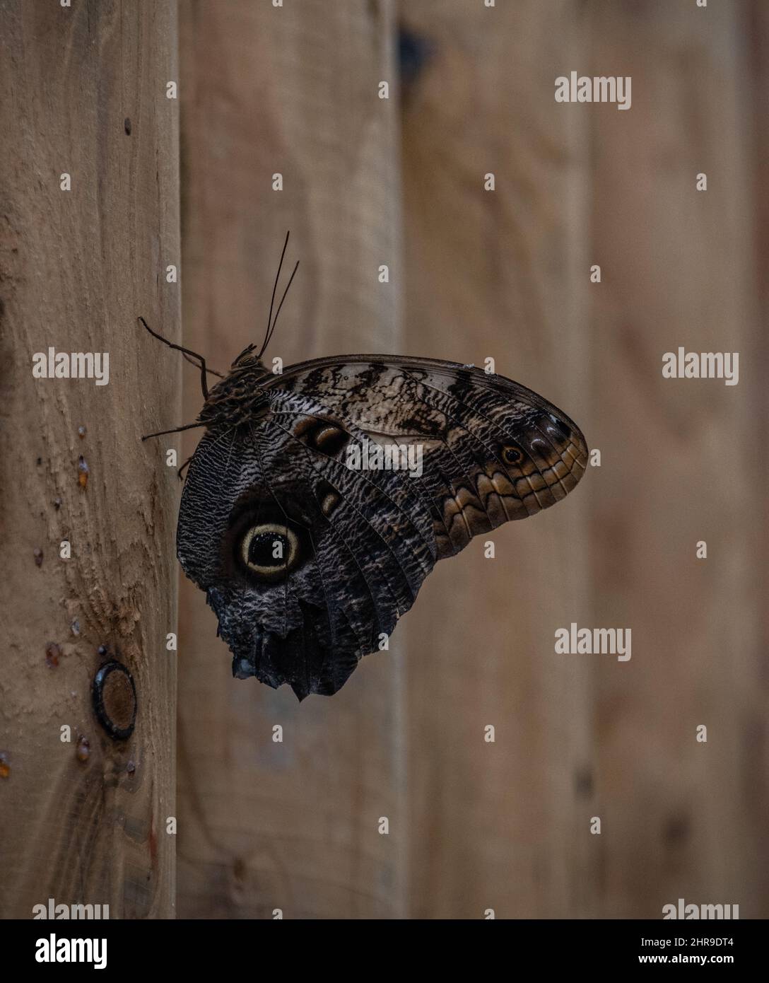 Black witch moth Banque de photographies et d'images à haute résolution -  Alamy