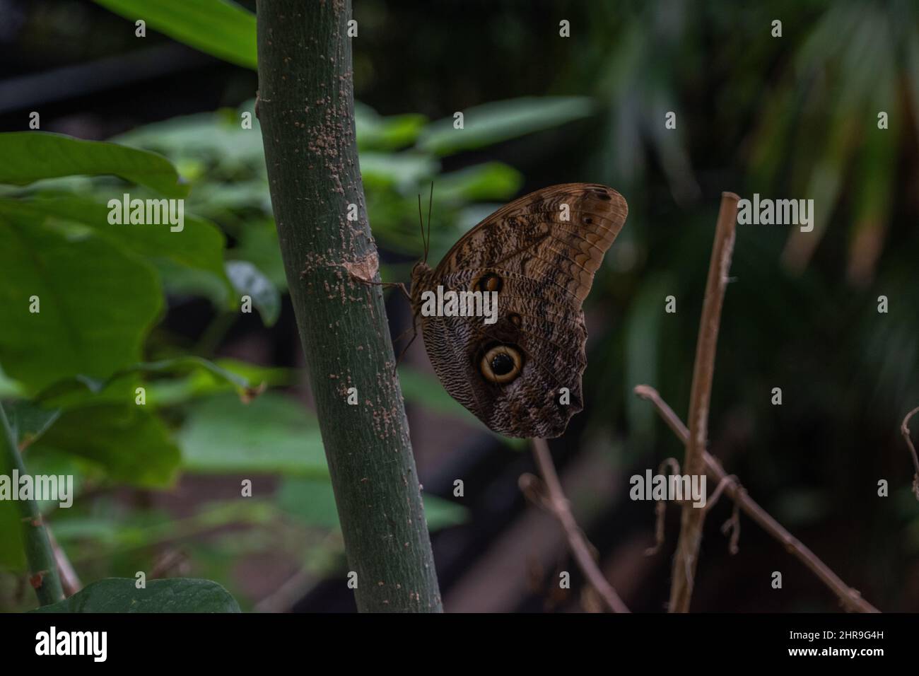 Un papillon des papillons / papillon des sorcières noires (Ascalapha  odorata), un grand papillon de couleur foncée avec des ailes marron  tachetées distinctives avec une grande tache plus bas Photo Stock - Alamy