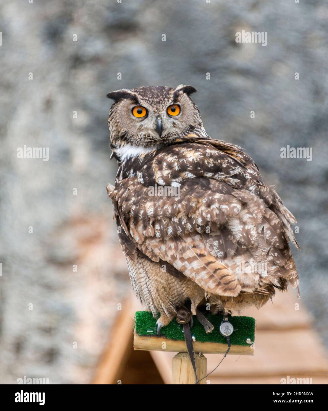 hibou avec yeux orange Banque D'Images