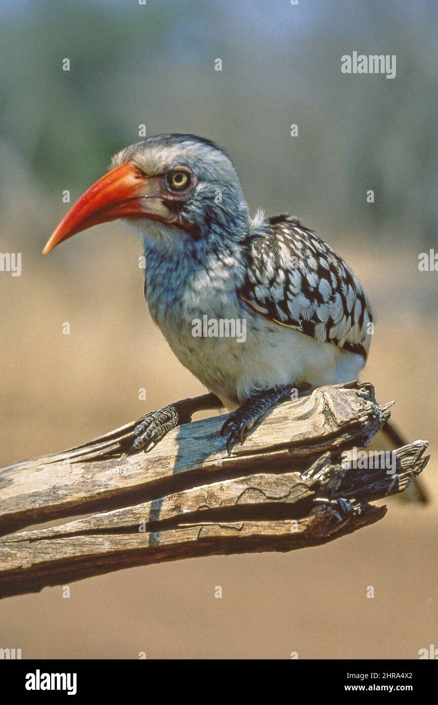 Le sud calao à bec rouge (Tockus erythrorhynchus), Réserve naturelle de Klaserie, République d'Afrique du Sud Banque D'Images