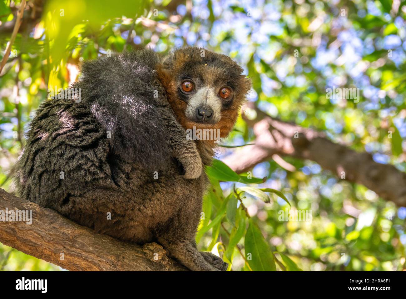 Lémure de Monoie, Eulemur mongoz dans un arbre, forêt tropicale vierge primate endémique de Madagascar Banque D'Images