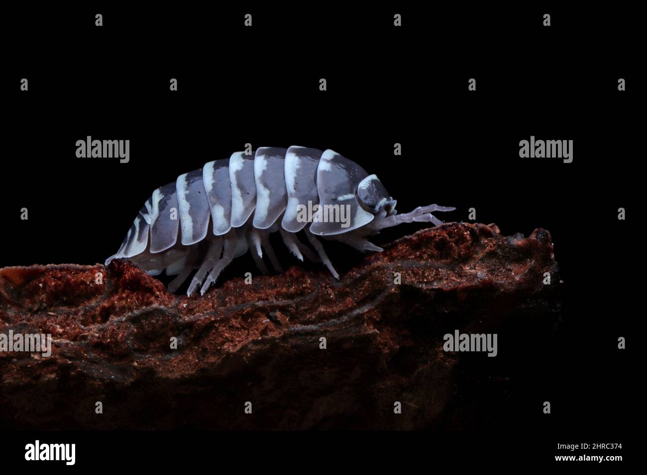 Gros plan d'une pastille (Armadillidium maculatum) sur un morceau de bois, Indonésie Banque D'Images