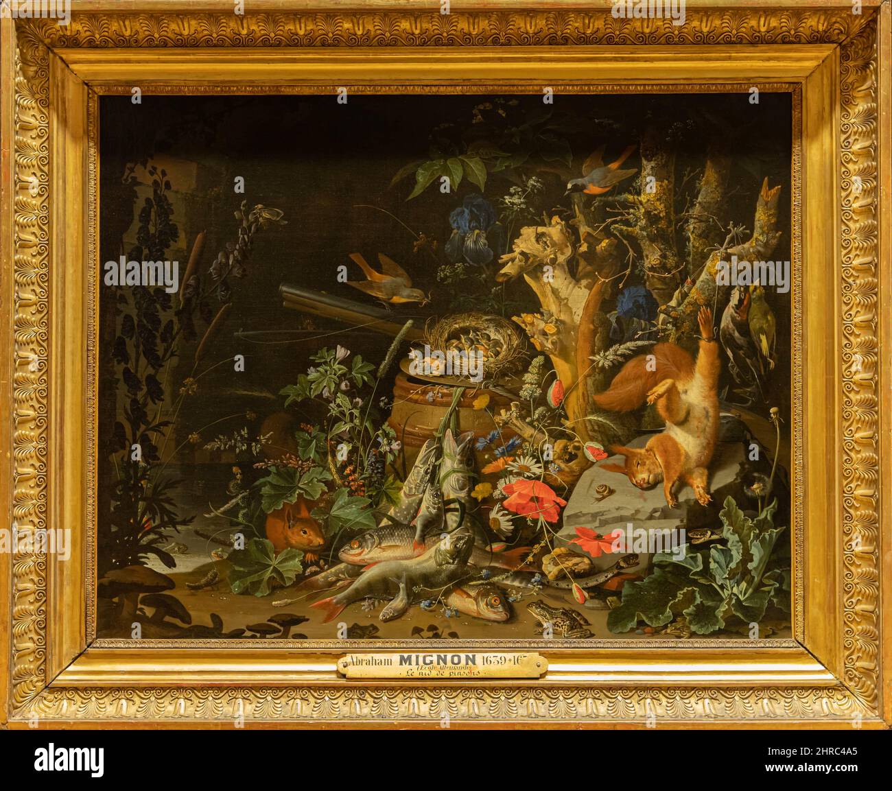 Musée du Louvre. Nid de Redlats, connu sous le nom de Nest de chaffinches peint par Abraham Mignon Banque D'Images