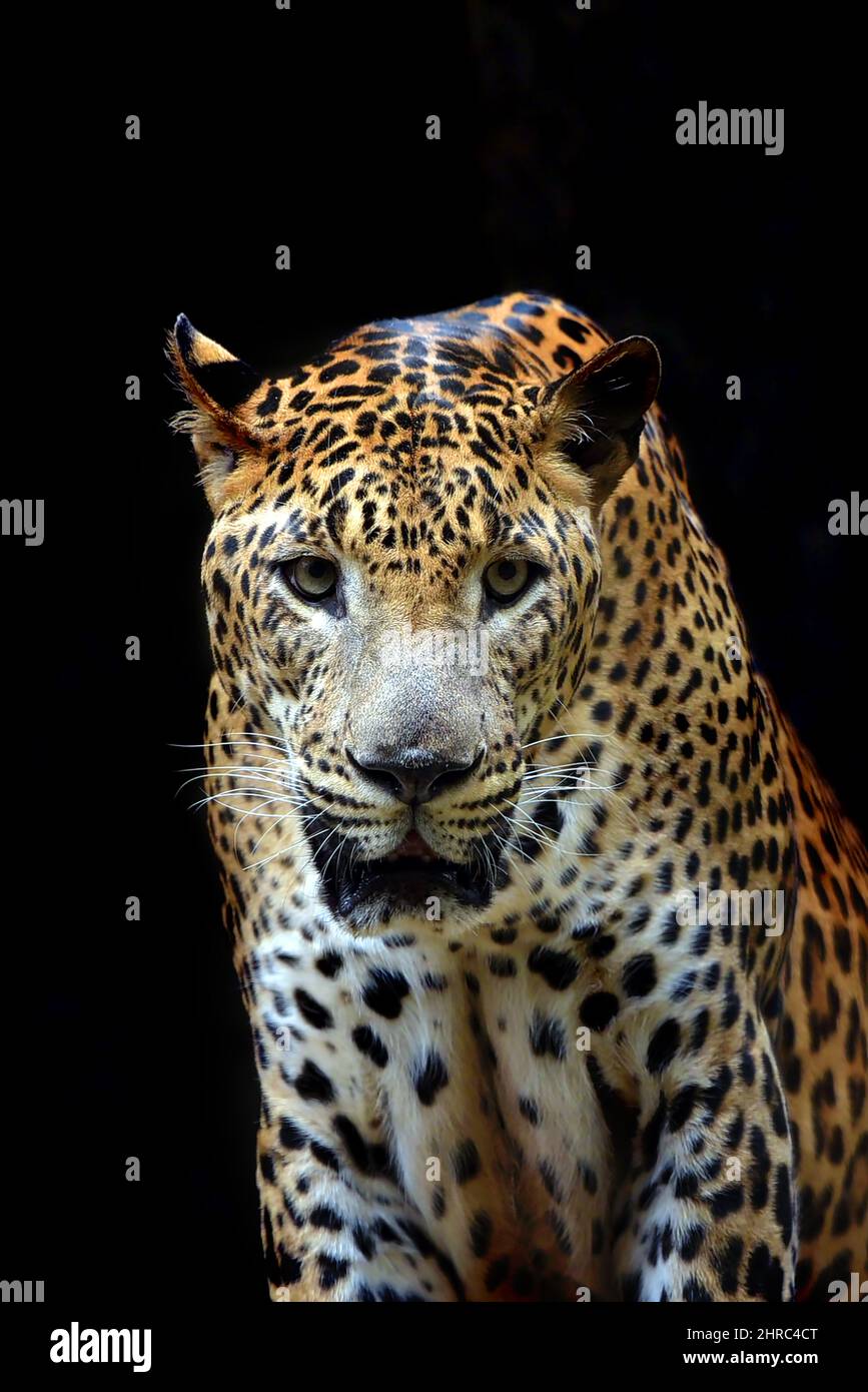 Portrait de javan léopard la nuit, Indonésie Banque D'Images
