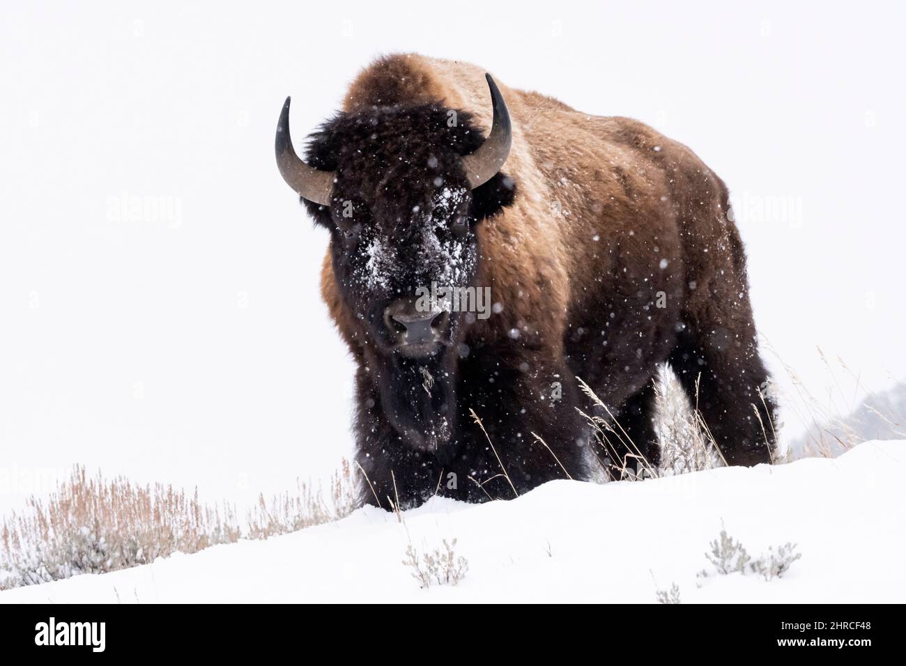 Bison, hiver, parc national de Yellowstone, Wyoming Banque D'Images