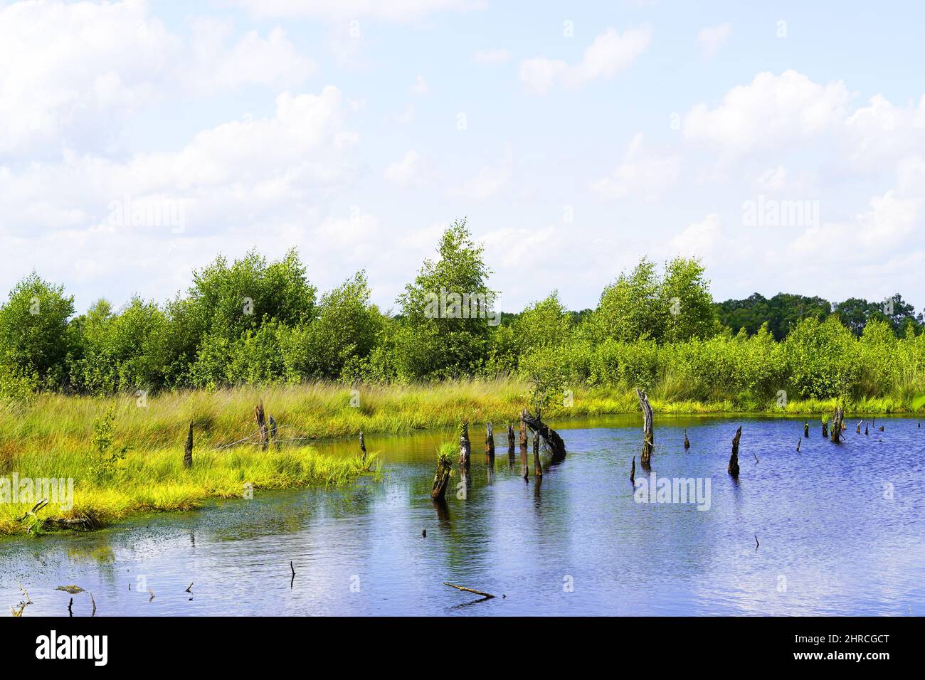 Belle photo d'une tourbière dans la réserve naturelle de Diepholzer Moor près de Diepholz Banque D'Images