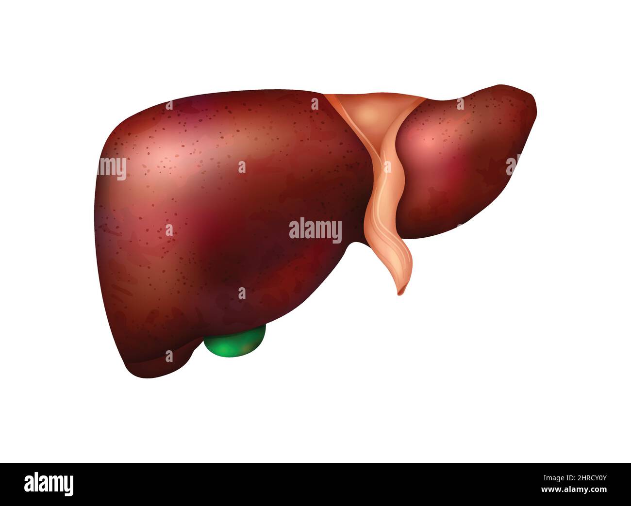 Composition anatomique réaliste des organes internes humains avec image isolée de l'illustration du vecteur hépatique Illustration de Vecteur