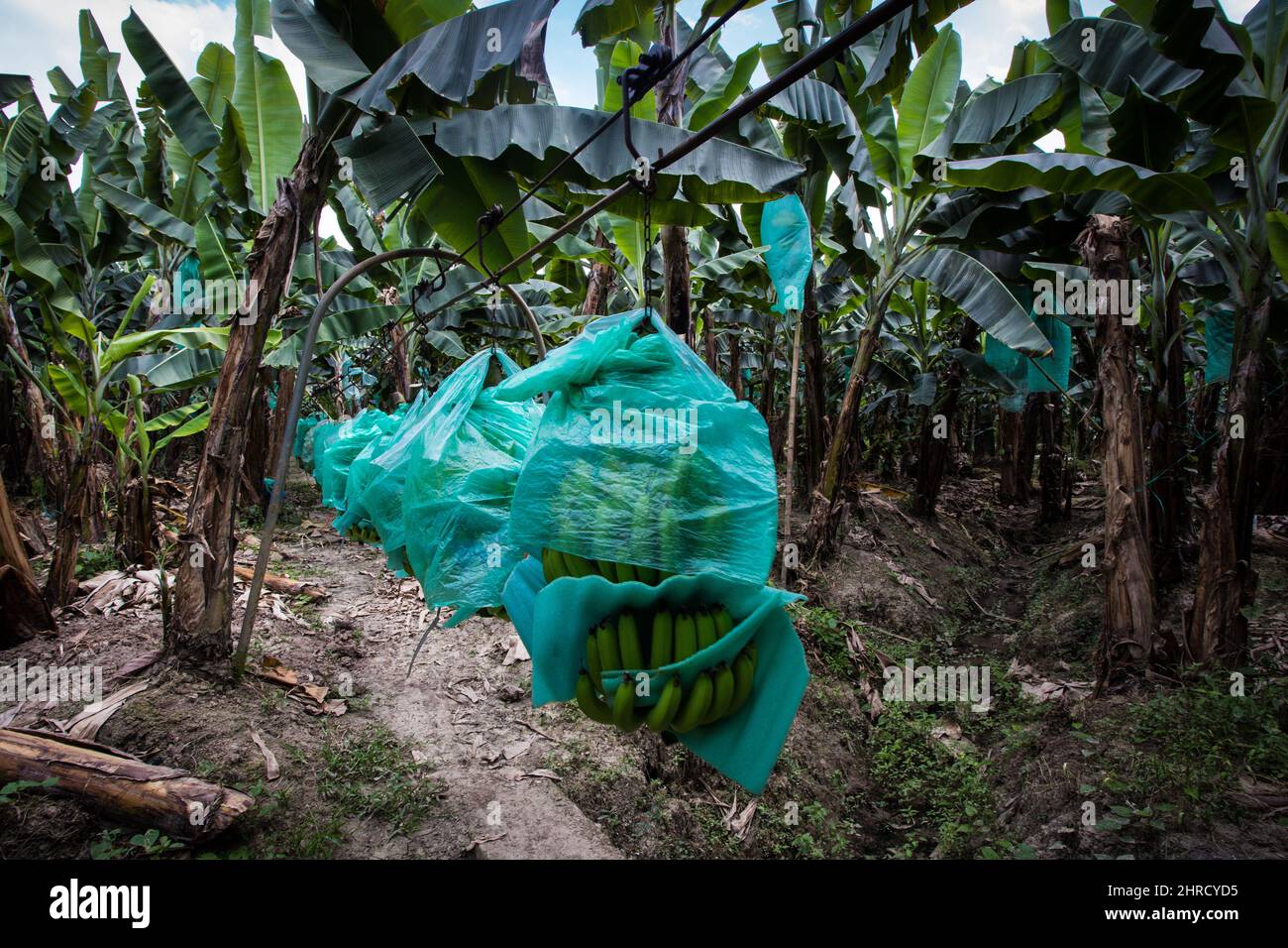 Machala, Équateur. 23rd févr. 2022. Les bananiers pendent pendant la récolte au domaine de la Gacela (la Gazelle) de l'Association agricole des producteurs de Banana à El Oro. Credit: David Diaz/dpa/Alay Live News Banque D'Images