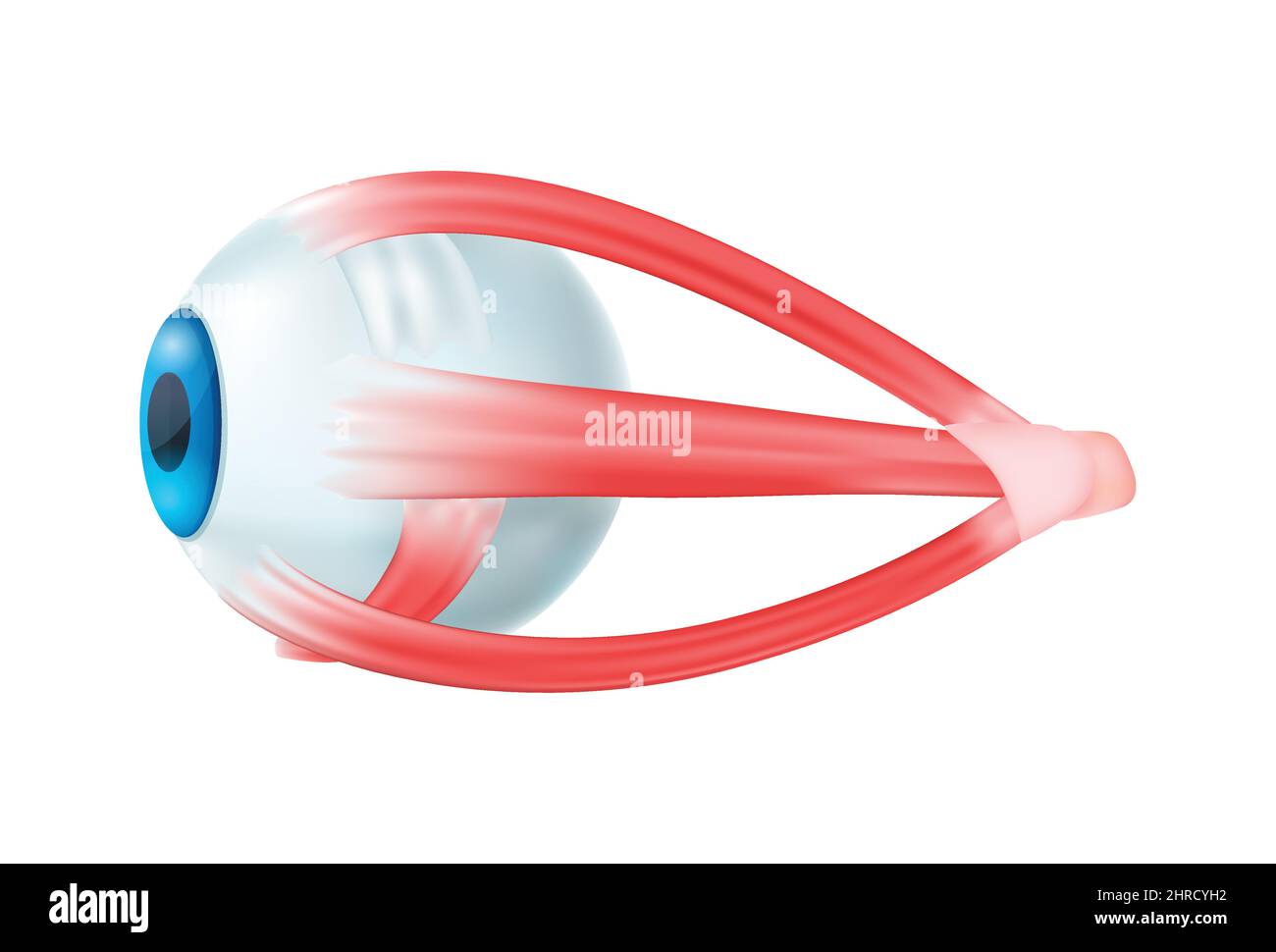 Composition anatomique réaliste des organes internes humains avec image isolée de l'illustration du vecteur du globe oculaire Illustration de Vecteur